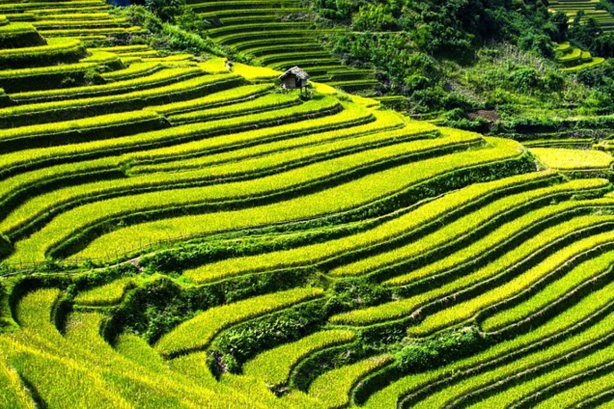 Mengungkap Kejutan! Tiga Kabupaten Penghasil Padi Terbesar di Sumatera Selatan yang Mungkin Belum Anda Ketahui!