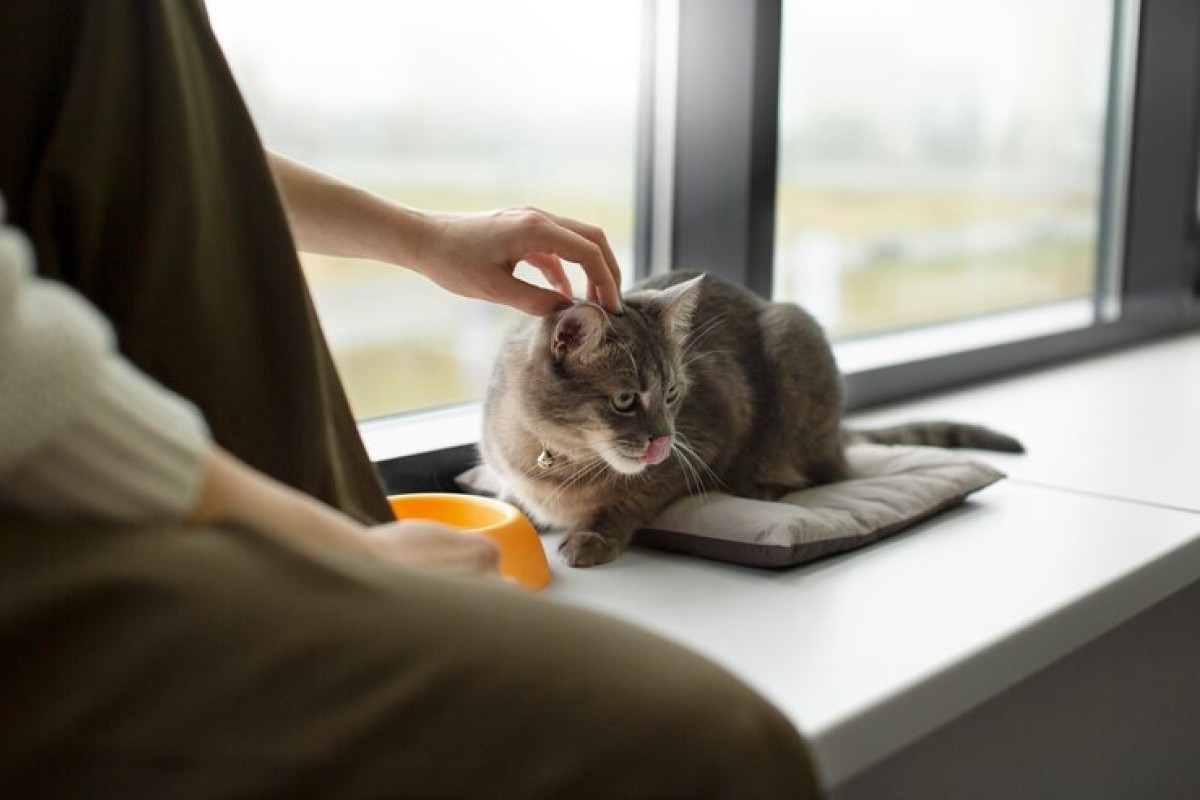 Cat Lover Merapat! Café Unik di Malang Mengusung Konsep Pet Friendly Jadi Incaran Tempat Healing: Kucing Jadi Bintang Utamanya