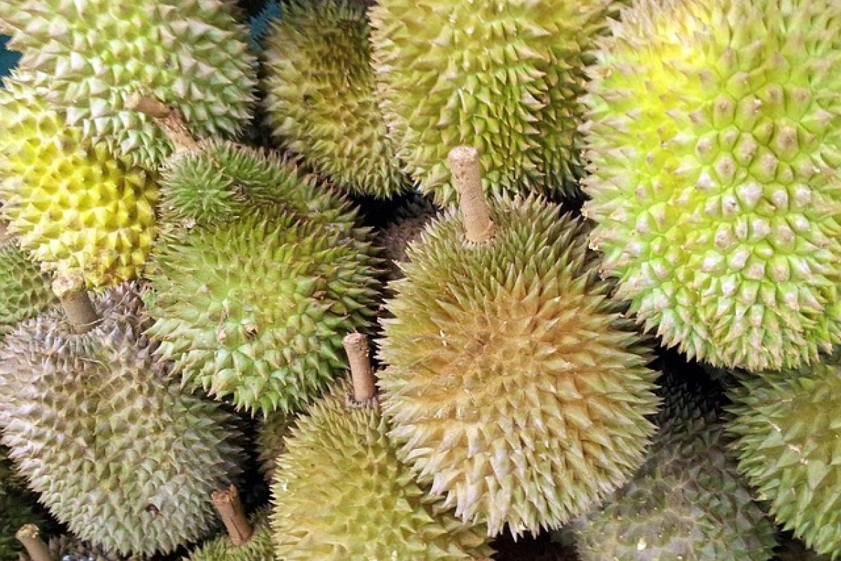 Luar Biasa! Sumatera Selatan Menjadi Tuan Rumah Durian Terbanyak di Indonesia dengan Tiga Wilayah Unggul, Pemimpin Daerah Sukses Mengantongi 132 Kuintal!