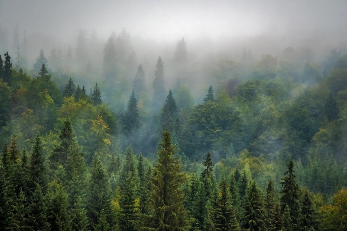 Dulu Digandrungi Para Natizen! Ternyata Wisata Hutan Pinus di Kabupaten Jember ini Kini Terbengkalai, Bukan Karena Uang dan Hutang Melainkan