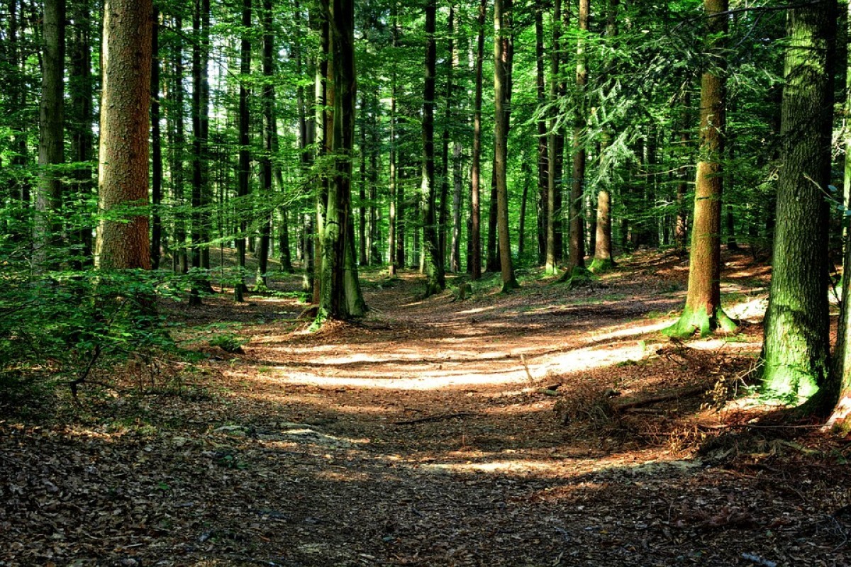 Keindahan Tersembunyi Kampung Prako di Tengah Hutan Purbalingga yang Hanya Dihuni 11 KK, Namun Punya View Yang Indah Serta Kebersihan yang Luar Biasa