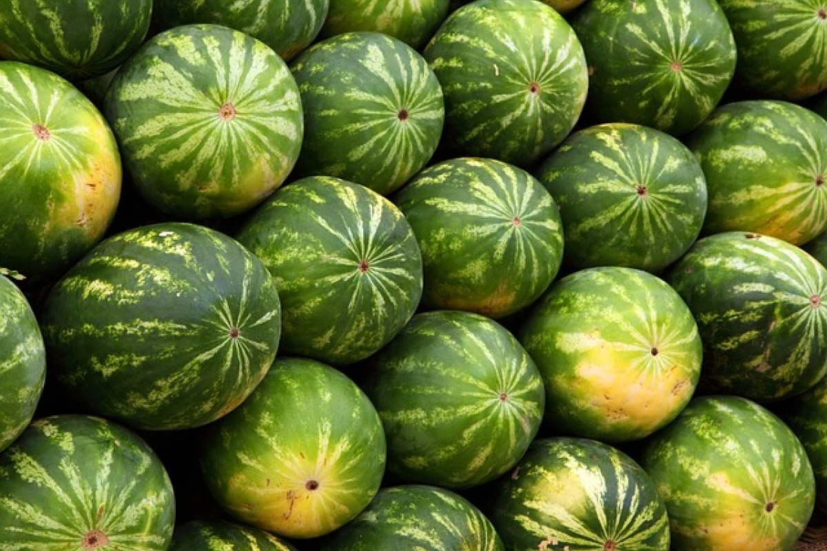 Inilah 5 Daerah di Jawa Timur Terkenal Sebagai Produsen Melon Terbesar, Pemenangnya Bukan Hanya Ngawi Tapi Juga Ada Kabupaten Lain yang Menarik Perhatian!