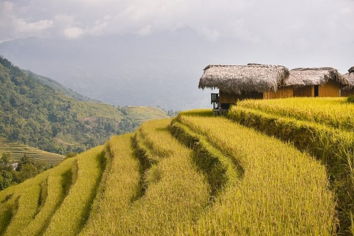 WOW! Ternyata Ada Tiga Kabupaten di Sumatera Selatan yang Menjadi Pusat Produksi Padi Utama, Nomor 3 Bikin Anda Terkejut!