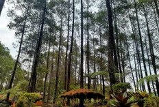 Healing Cantik Dengan Udara Segar, Dijamin Auto Happy, 10 Rekomendasi Wisata Hutan Pinus Di Jawa Tengah Beserta Lokasi Dan Harga