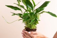 5 Tanaman Yang Ini Bermanfaat Bagi Tubuh, Selain Untuk Mengusir Setan: Ada Kelor Hingga Bambu Kuning