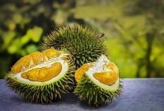 3 Daerah di Sumatera Selatan jadi Penghasil Durian Terbanyak, Warga Sulsel Wajib Tahu Pemimpinnya Capai 132 Kuintal, Ini Lokasinya!