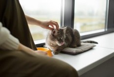 Cat Lover Merapat! Café Unik di Malang Mengusung Konsep Pet Friendly Jadi Incaran Tempat Healing: Kucing Jadi Bintang Utamanya