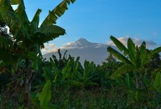 Kronologi Tragis Penemuan Jasad Wanita Setengah Bugil di Pabrik Bata Banyumas, Tertutup Daun Pisang, Warga Penasaran Identitasnya