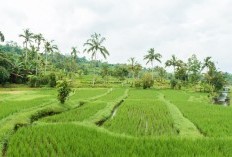 Gak Minat Merantau Kesini? Daerah Ini Masih Asri Belum Banyak Penghuni Loh, 5 Kecamatan Tersepi Di Kabupaten Klaten