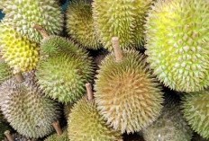 Luar Biasa! Sumatera Selatan Menjadi Tuan Rumah Durian Terbanyak di Indonesia dengan Tiga Wilayah Unggul, Pemimpin Daerah Sukses Mengantongi 132 Kuintal!