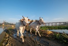 Gagal Jadi Pemenang Utama, Pragan Pilih Kabur Dari Sini, 5 Daerah Teramai Di Sumenep, Pemenangnya Punya Penduduk Dengan Angka Bombastis Hingga 85.483 Jiwa: Berinisial A