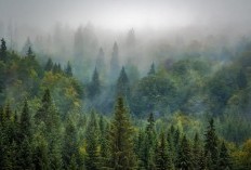 Mirip Rumah Penyihir! Desa Terpencil di Tengah Hutan Purbalingga ini Jauh dari Perkotaan dan Aksesnya Sangat Sulit, Cuma ada 11 Rumah Saja!