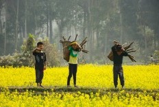 Juragan Buah! Ini 3 Daerah di Kabupaten Subang Jawa Barat, Tempat Berkembangnya Pepaya dengan Produksi Fantastis 3.490,00 Ton Tahunan, Simak Fakta Menariknya!