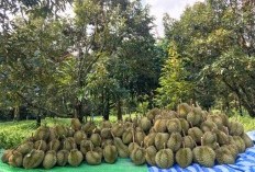 Membanggakan! Sabet Juara 3 Ajang ADWI, Desa Wisata di Trenggalek Diburu Wisatawan Karena Kebun Durian Raksasanya: Luasnya Mencapai 650 Ha
