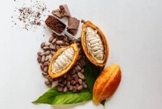 Rasa Kakao Tak Sepahit Kekalahan Lampung Melawan Sulteng, Hanya Mampu Memproduksi 58.868 Ton, 5 Daerah Penghasil Kakao Di Indonesia