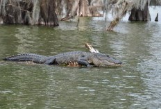 Bocah Kalimantan Minta Tolong Usai Lihat Ibunya Tewas Digigit Buaya Saat Mandi di Sungai Manunggal Kalsel, Begini Kronologinya