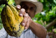 Semanis Hasil Devisa Negara, 5 Daerah Penghasil Kakao Di Indonesia, Nilai Ekspornya Bisa Capai US$ 132,57 juta
