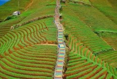 Bali Ada Tegallalang, Desa Di Majalengka Juga Punya Ini: Terasering Panyaweuhan Yang Mempesona Dan Cantik Bak Dewi Turun Dari Khayangan