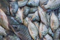 Hasilkan Ikan Nila Dalam Jumlah yang Banyak Capai 10 Ribu Ton, 3 Daerah Ini Jadi Kebanggan Warga Sumatera Utara