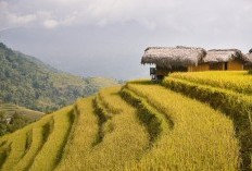 WOW! Ternyata Ada Tiga Kabupaten di Sumatera Selatan yang Menjadi Pusat Produksi Padi Utama, Nomor 3 Bikin Anda Terkejut!