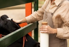 Surga Bagi Para Sapi Perah! 5 Kecamatan Penghasil Susu Terbanyak di Malang