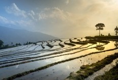 Eksplorasi Keunikan Daerah Tersempit yang Tersembunyi di Kabupaten Sragen Jawa Tengah, Ngrampal dan Gemolong Bukan Juaranya Tapi Wilayah yang jadi Saingan Kota Solo 