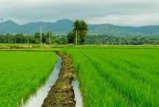 Luasnya Mencapai 5.196,02 Km², Akhirnya Sulawesi Tengah Diiinkan Buat Memisahkan Daerah dan Buat Pemekaran Baru dengan Wilayah Otonom yang Lebih Mempuni