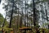 Healing Cantik Dengan Udara Segar, Dijamin Auto Happy, 10 Rekomendasi Wisata Hutan Pinus Di Jawa Tengah Beserta Lokasi Dan Harga