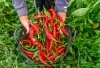 Sepedas Hasil Panennya, Daerah Ini Hasilkan Cabai Rawit Hingga 612.409 Ton, Pesta Sambal Setiap Hari Nih