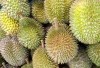 Luar Biasa! Sumatera Selatan Menjadi Tuan Rumah Durian Terbanyak di Indonesia dengan Tiga Wilayah Unggul, Pemimpin Daerah Sukses Mengantongi 132 Kuintal!