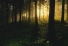 Apa Alasan Wisata Kotok Forest Park di Jember Jatim Terbengkalai? Baru Seumur Jagung Kini Nasibnya Sangat Malang Hingga Rugikan Ratusan Juta Rupiah