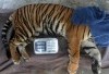 Viral Kasus Kematian 3 Harimau Dan Isu Pegawai Yang Tidak Dibayar Di Medan Zoo, Bobby Nasution Diminta Ambil Tindakan Tegas