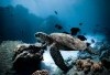 Ngeri! Sisi Gelap Gua Tuban, Cave Diving Sambil Ngejar Ikan Keramat Seukuran Paha Dewasa! Benarkah Berbalut Mistis