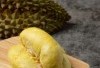 Pecinta Raja Buah Merapat! Trenggalek Punya Wisata Kebun Durian Terluas Se Asia, Raih Prestasi Gemilang di Ajang ADWI