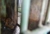 Krisis Keuangan Akibat Pandemi Covid-19 Sebabkan 3 Harimau Mati Mengenaskan, Aktivis Minta Medan Zoo Ditutup Sementara